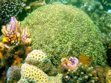 PPS: Honda Bay Island Hopping
