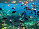 El Nido: tour de isla en isla C
